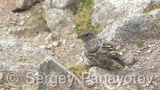 Video of Alpine Accentor - Alpine Accentor finding insects in the top of the mountain.